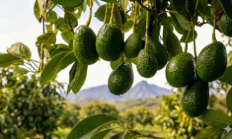 Avo